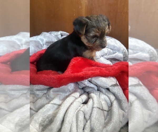 Medium Photo #2 Yorkshire Terrier Puppy For Sale in OCEANSIDE, CA, USA