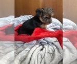 Small #1 Yorkshire Terrier