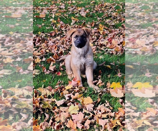 Medium Photo #7 German Shepherd Dog Puppy For Sale in LITCHFIELD, MI, USA