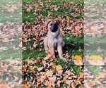 pumpkin - Female German Shepherd Dog Puppy for Sale - Photo #7