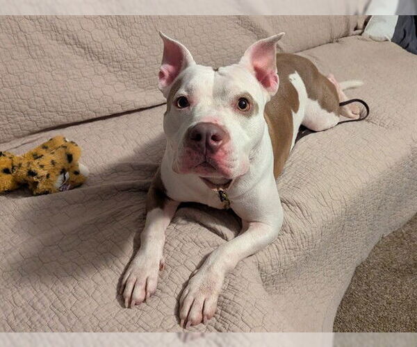 Medium Photo #2 American Pit Bull Terrier Puppy For Sale in Ocala, FL, USA