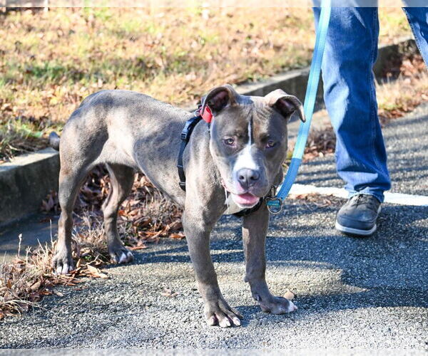 Medium Photo #13 Mutt Puppy For Sale in Glen Allen, VA, USA