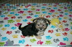 Small Photo #5 Morkie Puppy For Sale in ORO VALLEY, AZ, USA