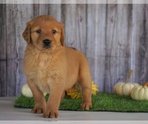 Golden Retriever Puppy for sale in FREDERICKSBG, OH, USA