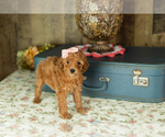 Small Photo #19 Miniature Labradoodle Puppy For Sale in NAPPANEE, IN, USA