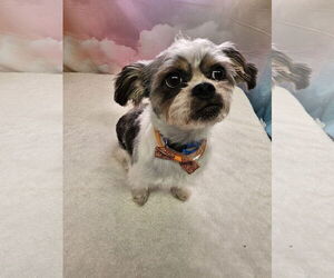 Chihuahua-Unknown Mix Dogs for adoption in Metairie, LA, USA