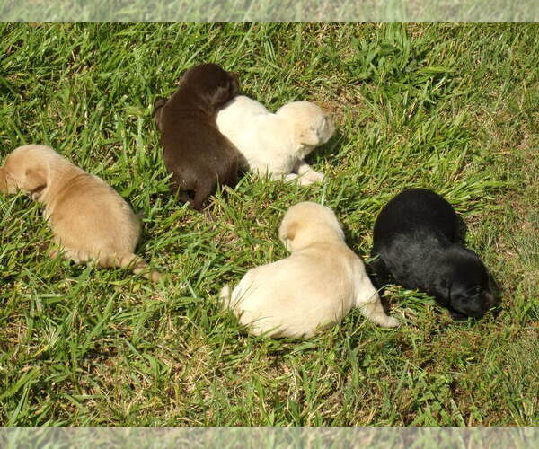 Medium Photo #1 Labrador Retriever Puppy For Sale in CONNELLYS SPRINGS, NC, USA