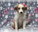 Small Australian Shepherd