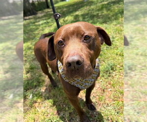 Labrador Retriever Dogs for adoption in Fort Lauderdale, FL, USA