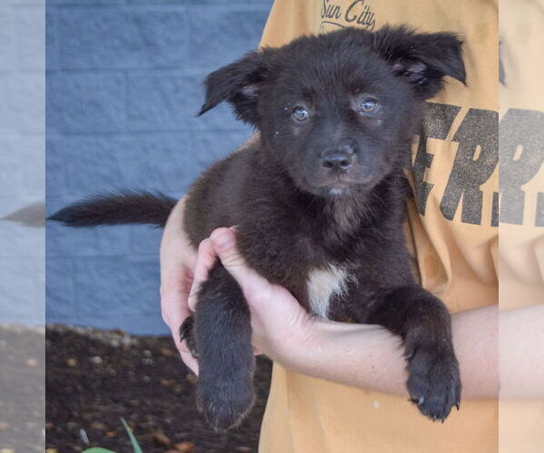 Medium Photo #9 Australian Shepherd-Unknown Mix Puppy For Sale in Huntley, IL, USA