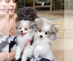 Small Photo #8 Pomeranian Puppy For Sale in WINDERMERE, FL, USA