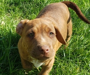 American Staffordshire Terrier-Labrador Retriever Mix Puppy for sale in WINSTON SALEM, NC, USA