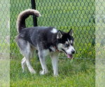 Small #4 Huskies  Mix