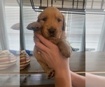 Small Photo #9 Golden Retriever Puppy For Sale in TOWN CREEK, AL, USA