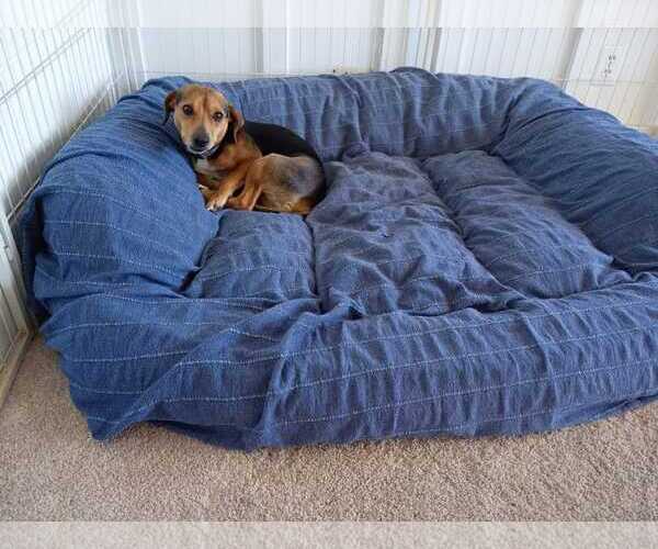 Medium Photo #3 Beagle-Unknown Mix Puppy For Sale in Dunnellon, FL, USA