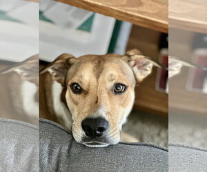 Cedar - Male Mountain Cur-Unknown Mix Dog for Adoption - Photo #4