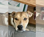Small #3 Mountain Cur Mix