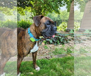 Boxer Dogs for adoption in Woodbury, MN, USA