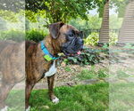 Small Boxer