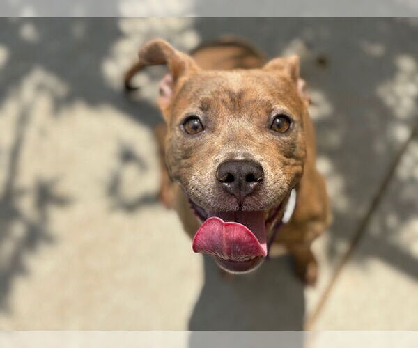 Medium Photo #1 American Pit Bull Terrier-Unknown Mix Puppy For Sale in Tulsa, OK, USA