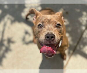 American Pit Bull Terrier-Unknown Mix Dogs for adoption in Tulsa, OK, USA