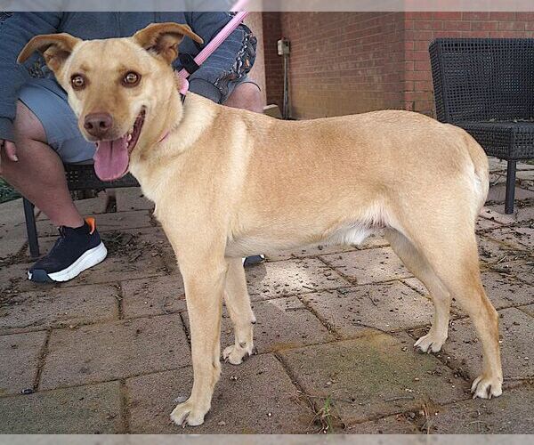 Medium Photo #2 Labrador Retriever-Unknown Mix Puppy For Sale in Carrollton, TX, USA