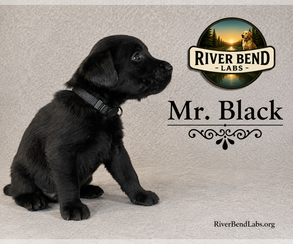 Medium Photo #44 Labrador Retriever Puppy For Sale in WHITNEY, TX, USA