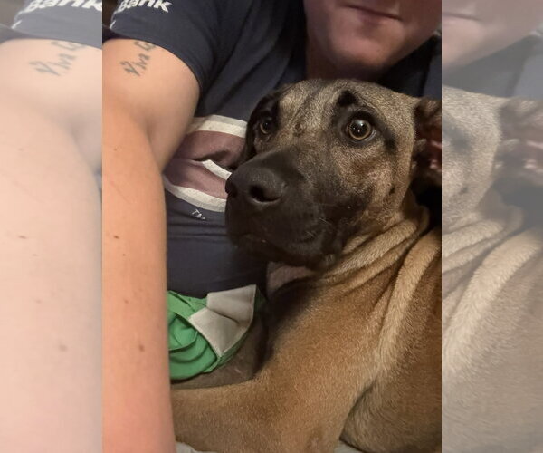 Medium Photo #3 Black Mouth Cur-German Shepherd Dog Mix Puppy For Sale in Aurora, CO, USA