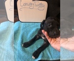 Small Photo #59 Great Dane Puppy For Sale in MINERAL WELLS, TX, USA