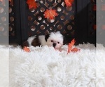 Small #3 Shih Tzu