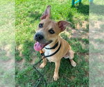 Small #3 Labrador Retriever Mix
