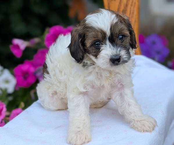 Medium Photo #5 Maltipoo (Toy) Puppy For Sale in GOSHEN, IN, USA