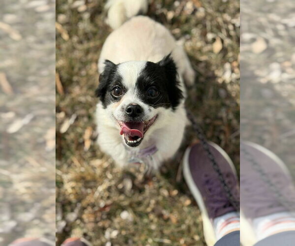 Medium Photo #3 Mutt Puppy For Sale in Candler, NC, USA