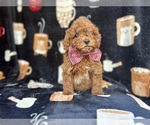 Small #1 Cavapoo