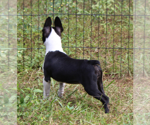 Boston Terrier Puppy for sale in BROOKSVILLE, FL, USA