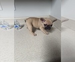 Small #5 French Bulldog