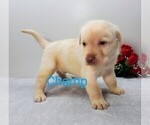 Small #7 Labrador Retriever