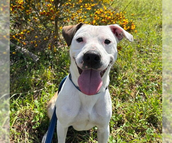 Medium Photo #1 American Pit Bull Terrier-Unknown Mix Puppy For Sale in McKinleyville, CA, USA