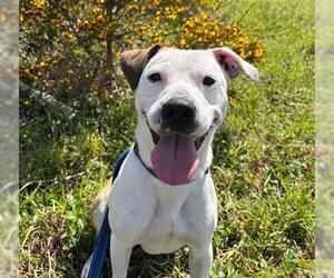 American Pit Bull Terrier-Unknown Mix Dogs for adoption in McKinleyville, CA, USA