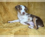 Image preview for Ad Listing. Nickname: Red Merle male