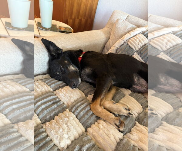 Medium Photo #2 Mutt Puppy For Sale in Aurora, CO, USA