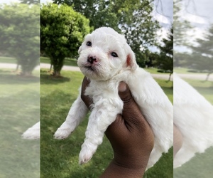 Maltipoo Puppy for sale in BEALETON, VA, USA