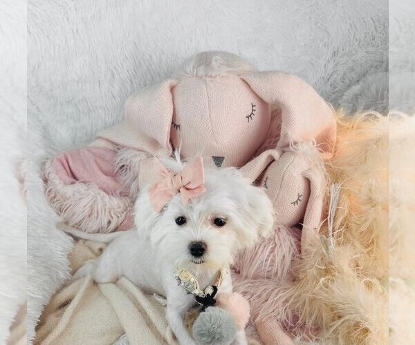 Medium Photo #2 Maltese Puppy For Sale in WEST PALM BEACH, FL, USA