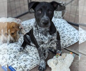 Mutt Dogs for adoption in Vail, AZ, USA