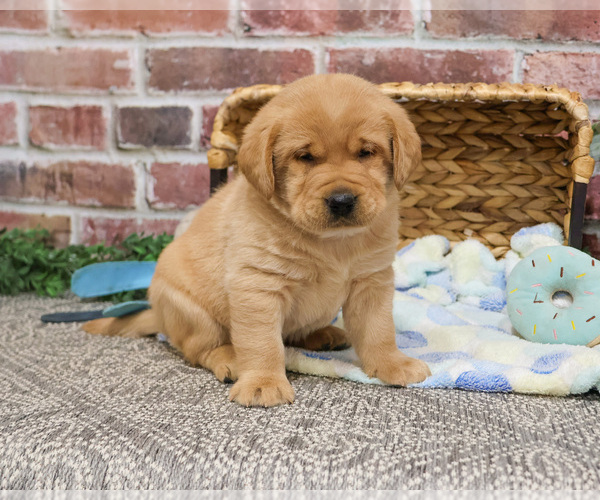 Medium Photo #4 Labrador Retriever Puppy For Sale in SYRACUSE, IN, USA