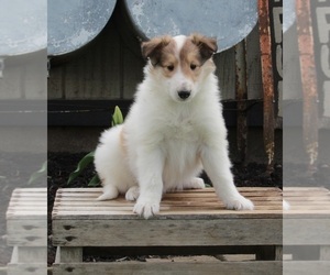 Collie Puppy for sale in FREDERICKSBURG, OH, USA