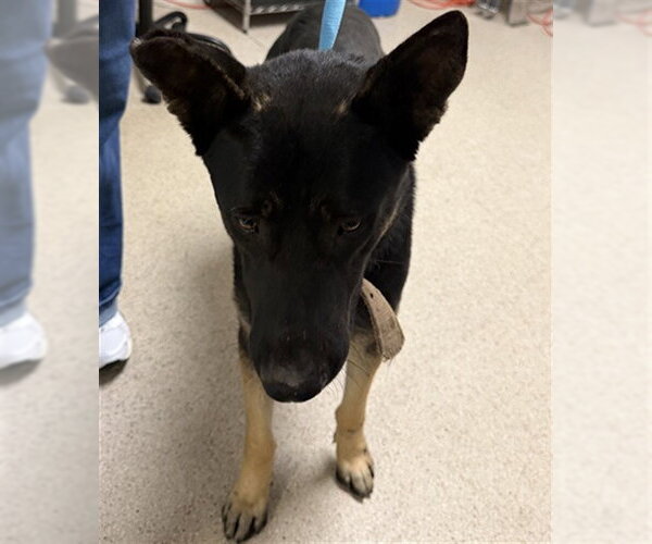 Medium Photo #1 German Shepherd Dog Puppy For Sale in Bakersfield, CA, USA