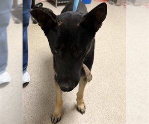 German Shepherd Dog Dogs for adoption in Bakersfield, CA, USA
