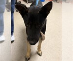 Small German Shepherd Dog