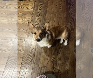 Father of the Pembroke Welsh Corgi puppies born on 07/15/2025